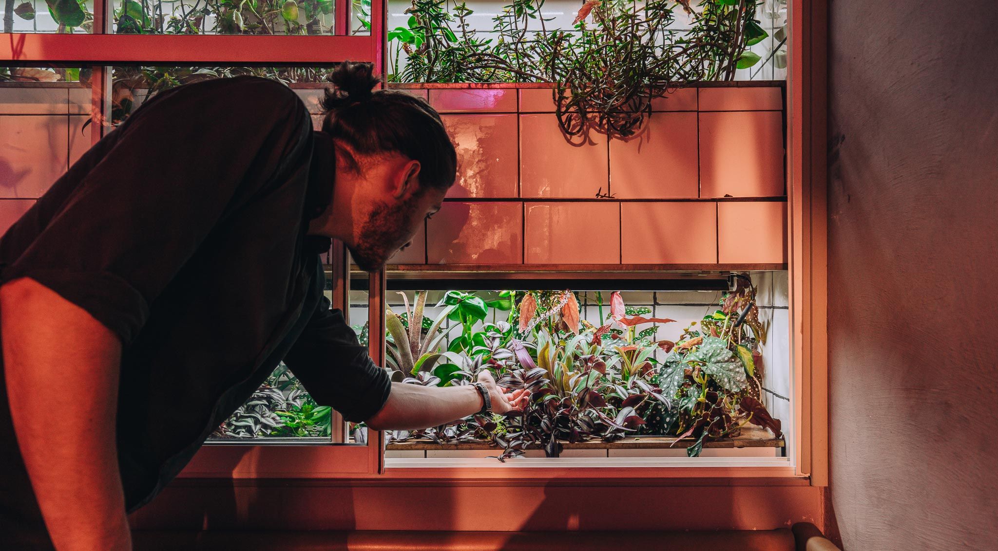 En mann med langt hår steller en rekke planter som vokser i en innendørs vertikal hage montert på en flislagt vegg.