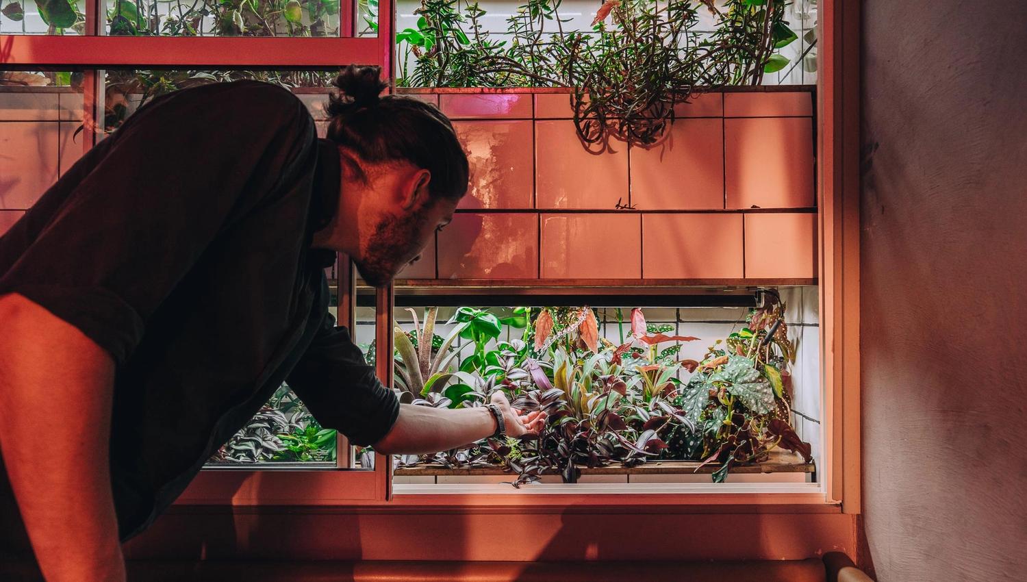 En mann med langt hår steller en rekke planter som vokser i en innendørs vertikal hage montert på en flislagt vegg.
