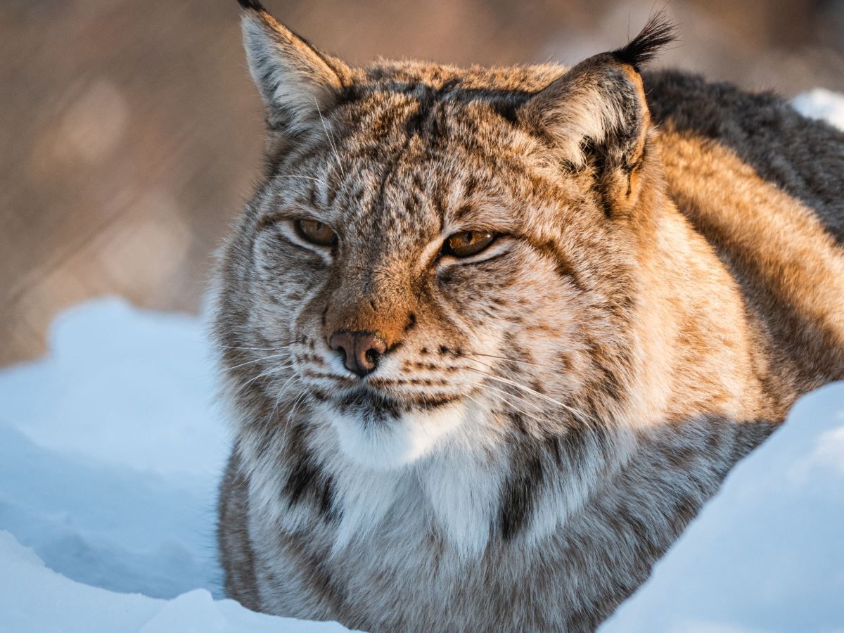 A Lynx