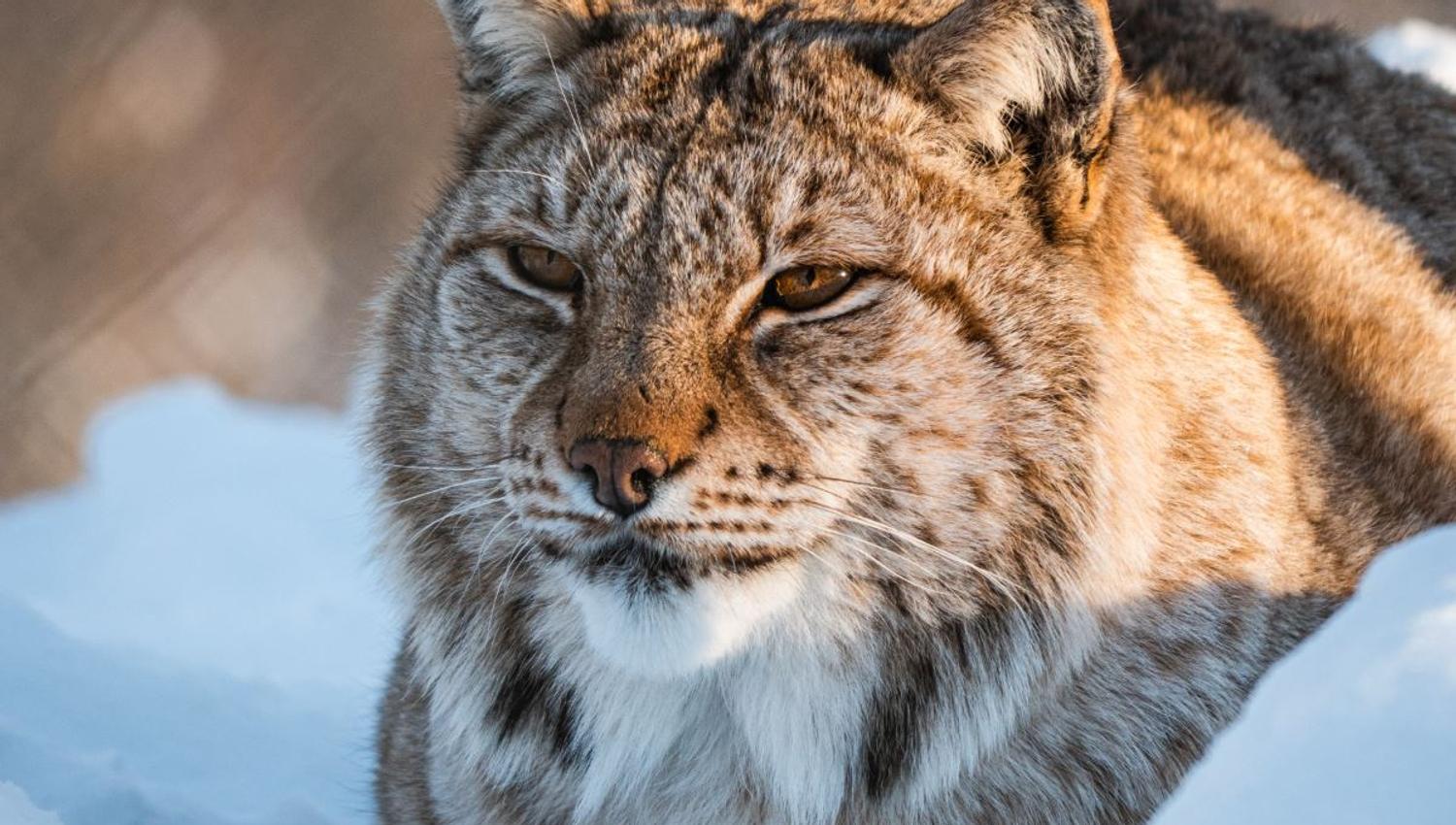 A Lynx