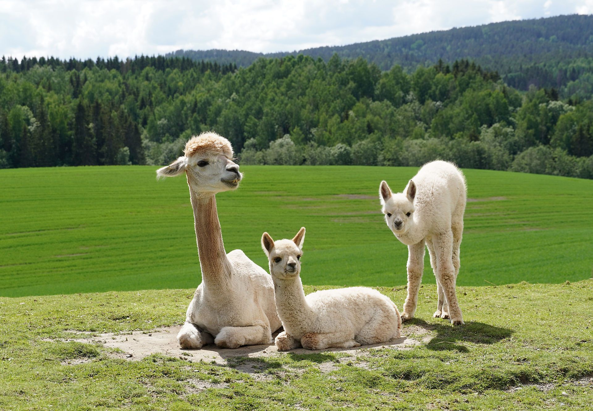 Alpaca family 