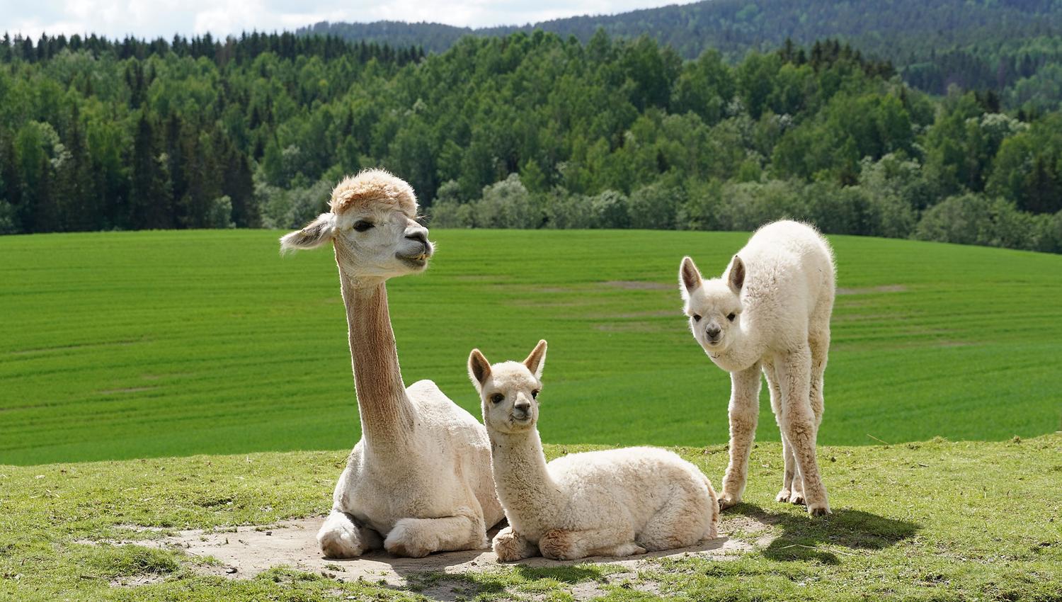 Alpaca family