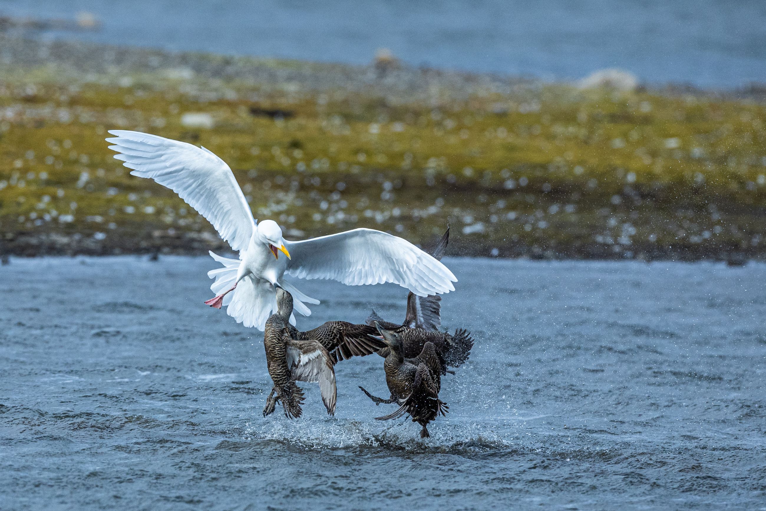 to ærfugler angriper en polarmåke
