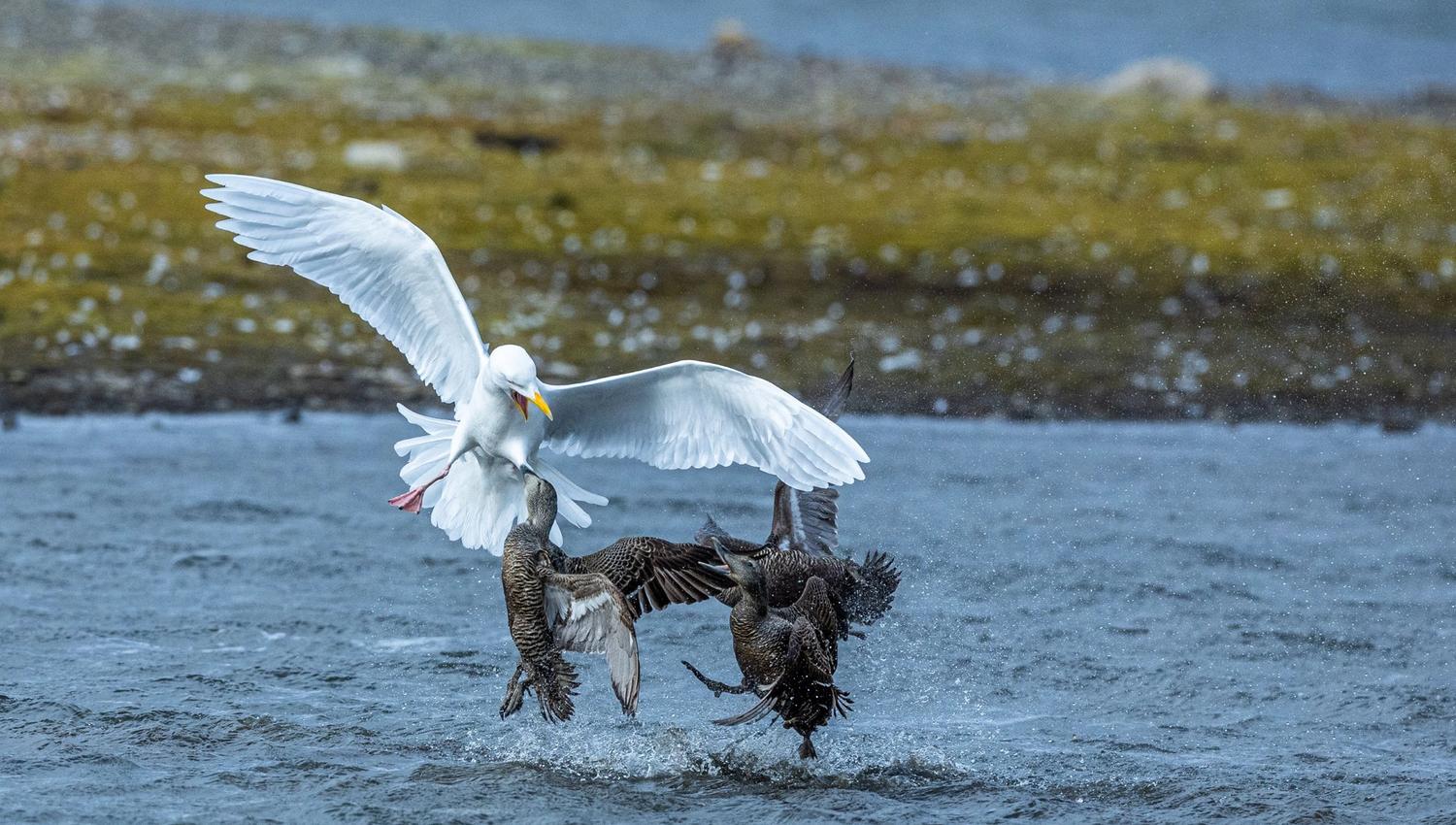 to ærfugler angriper en polarmåke