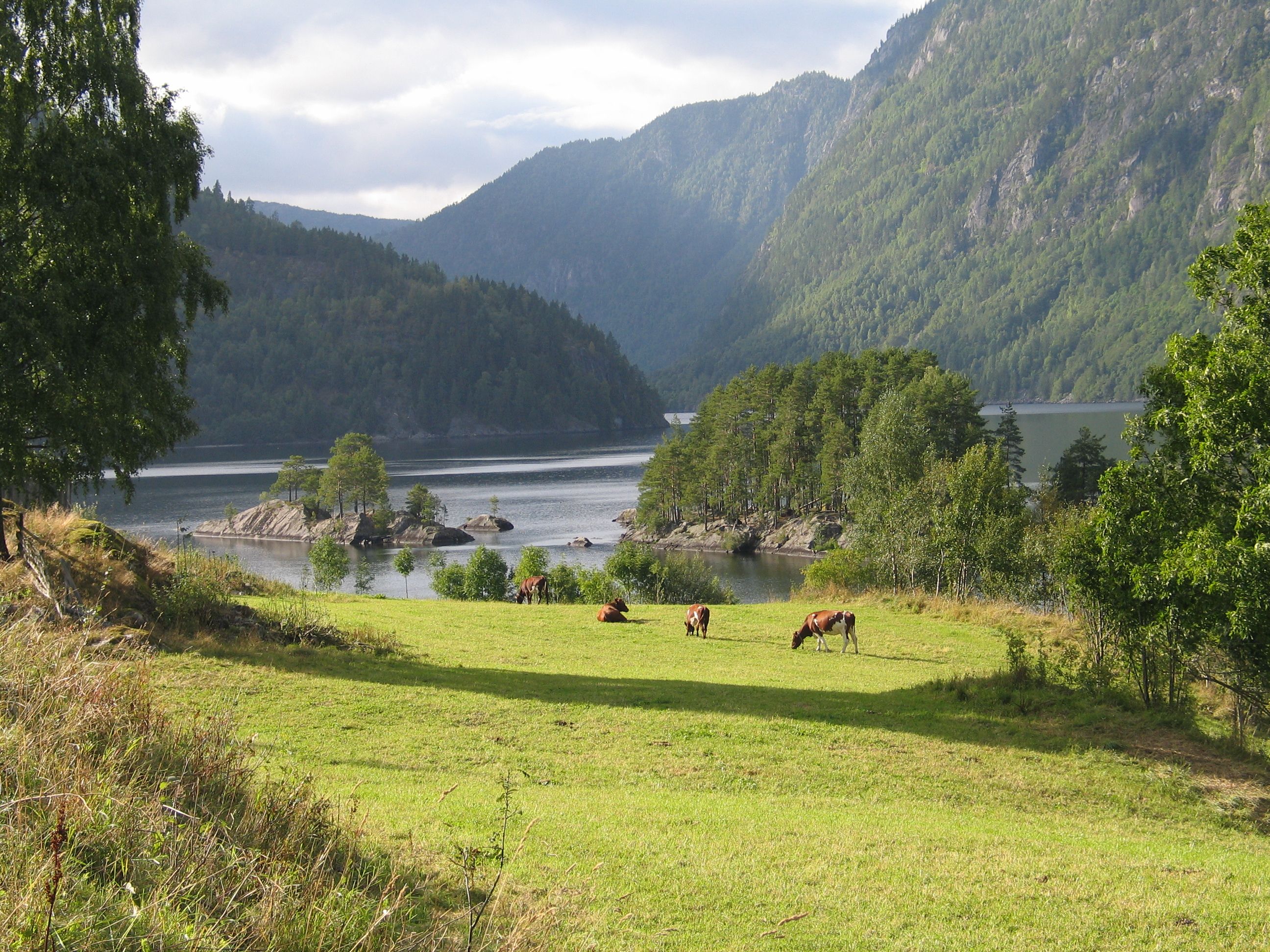 Lauvikøy