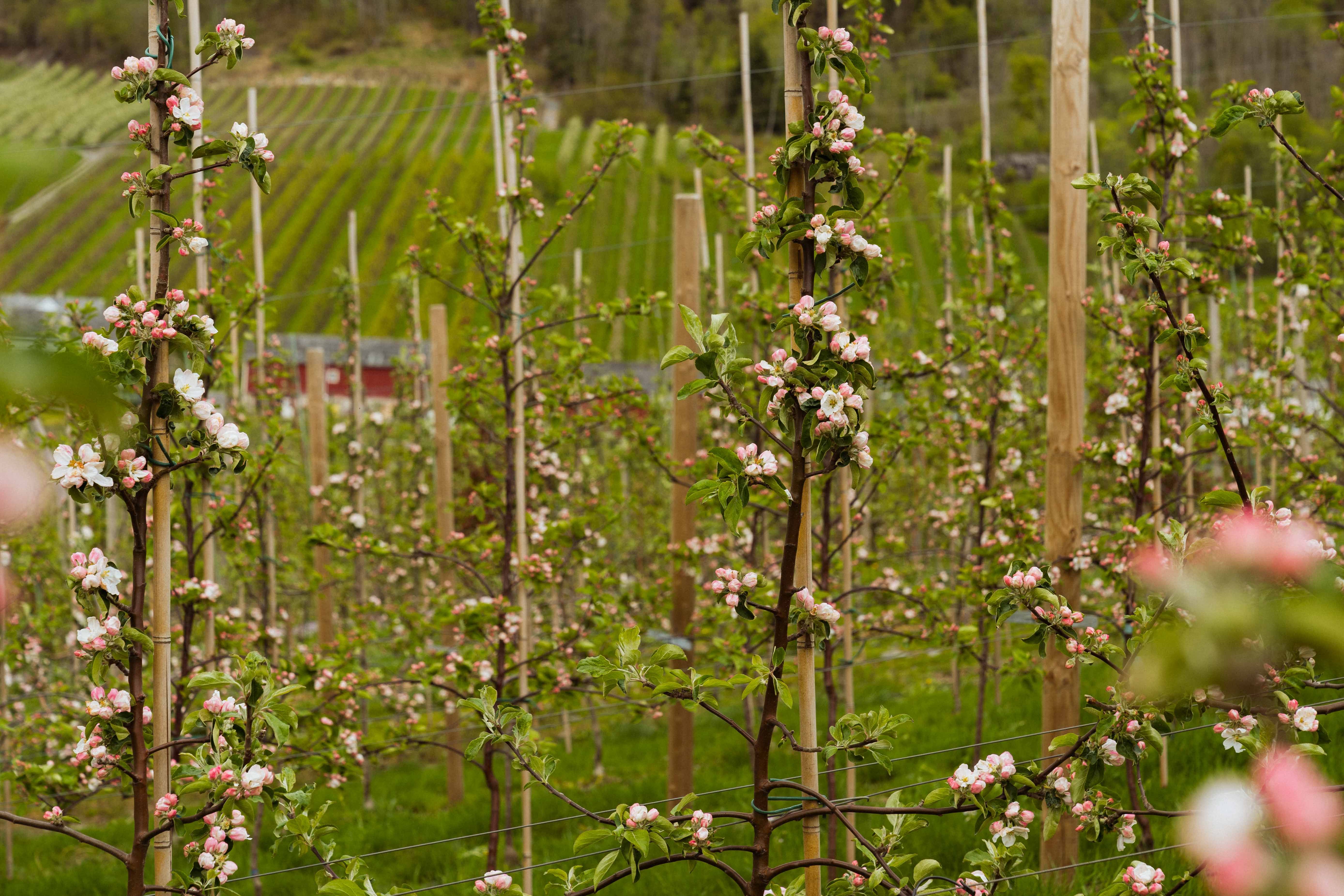 Close-up of white and pink apple blossoms along the Fruit Trail in Hardanger.