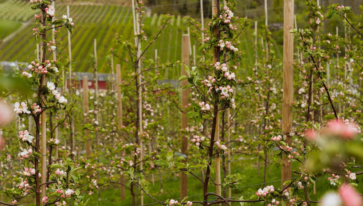 Close-up of white and pink apple blossoms along the Fruit Trail in Hardanger.