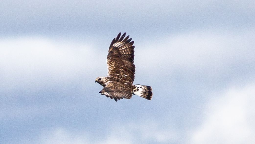 Osprey 