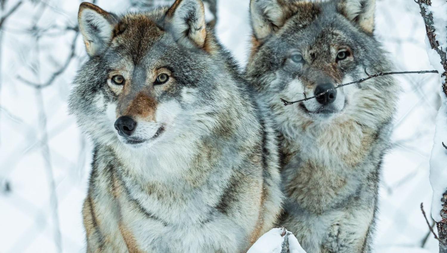 Two Wolves