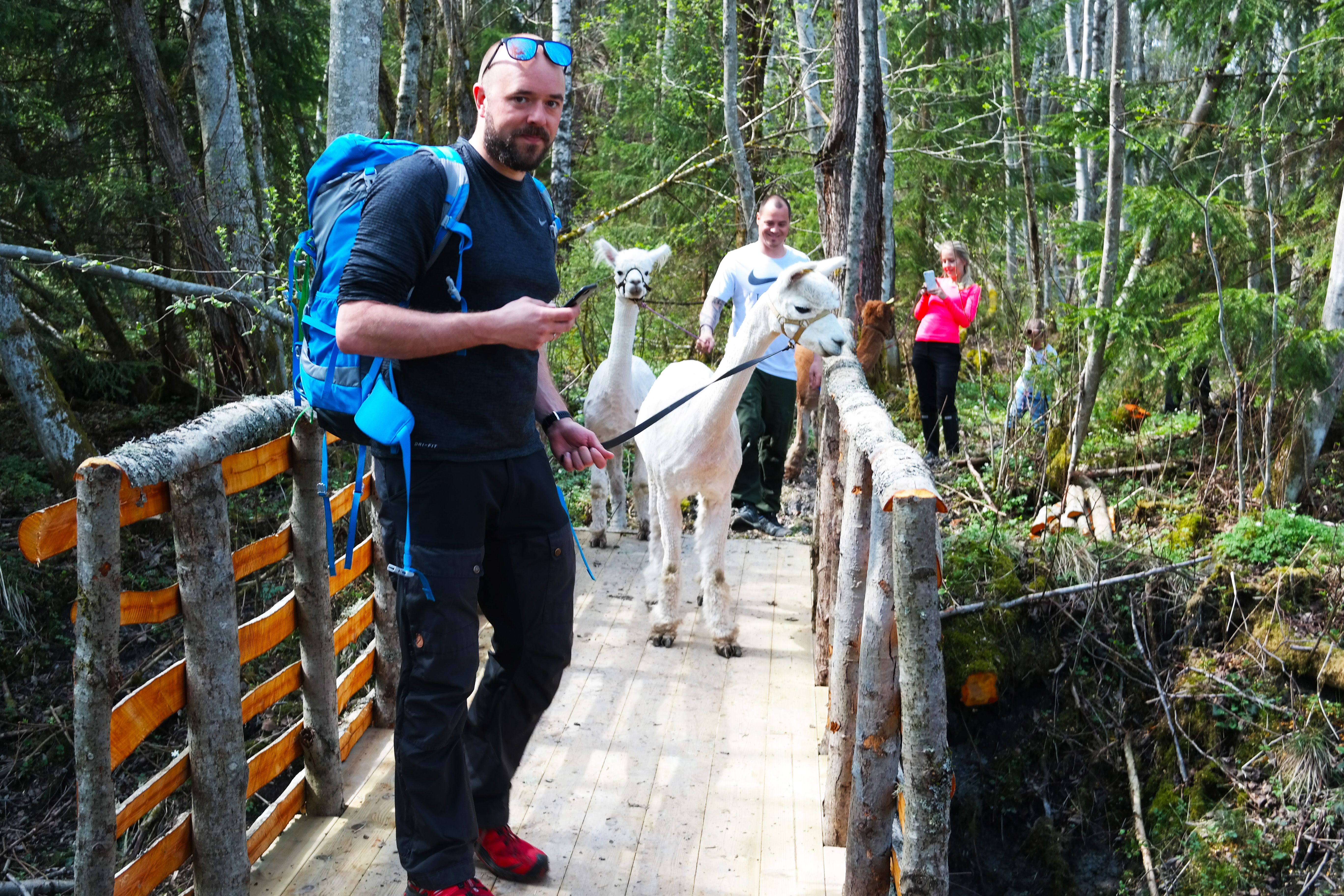 man at a timber bridge with alpacas
