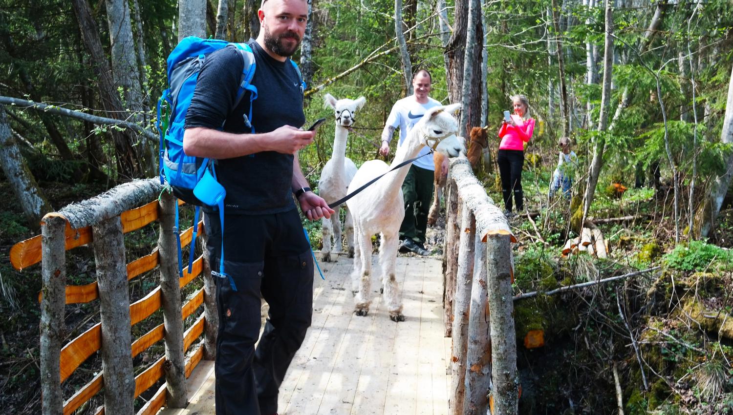 man at a timber bridge with alpacas
