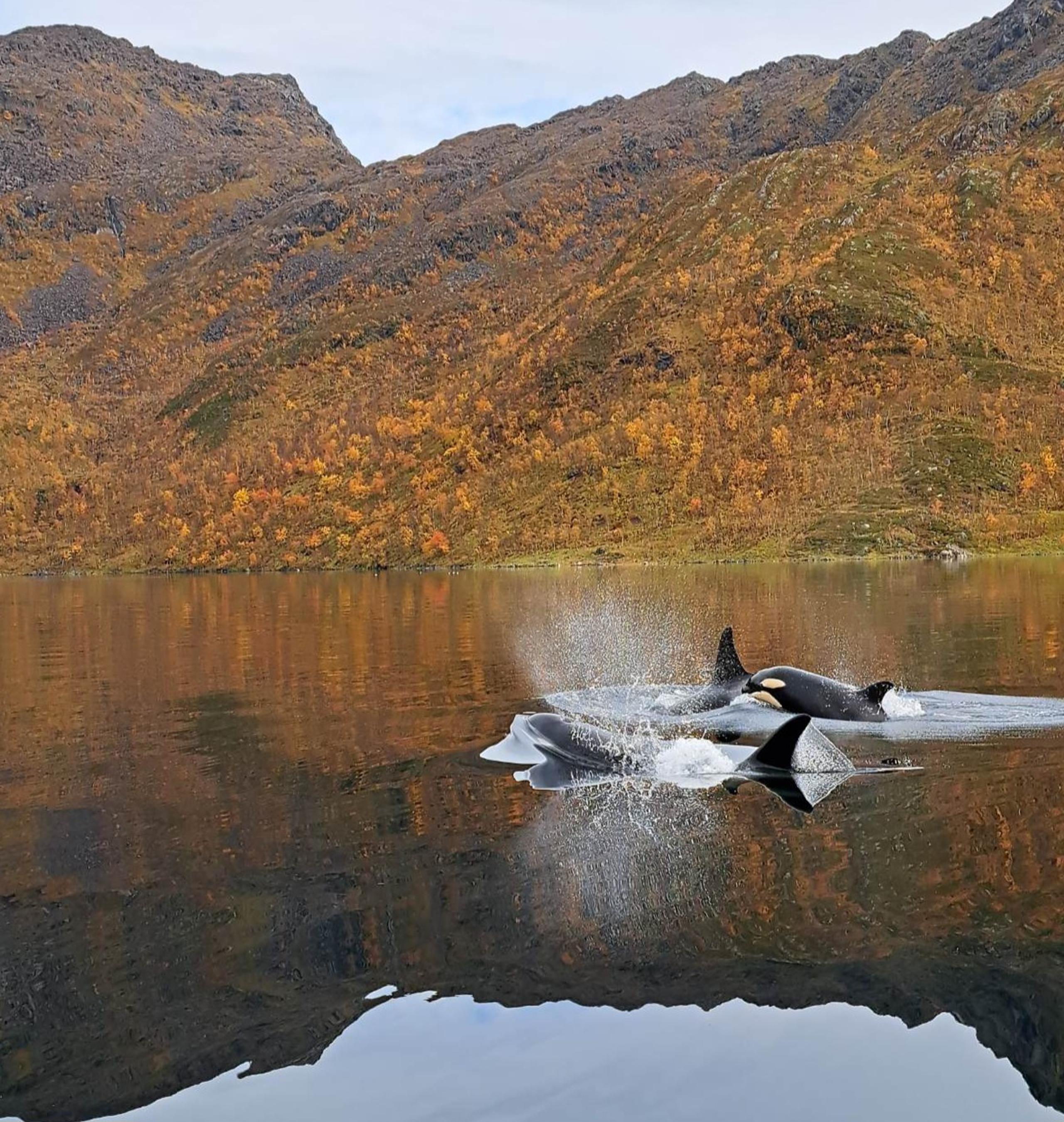 Whale safari in Altafjorden