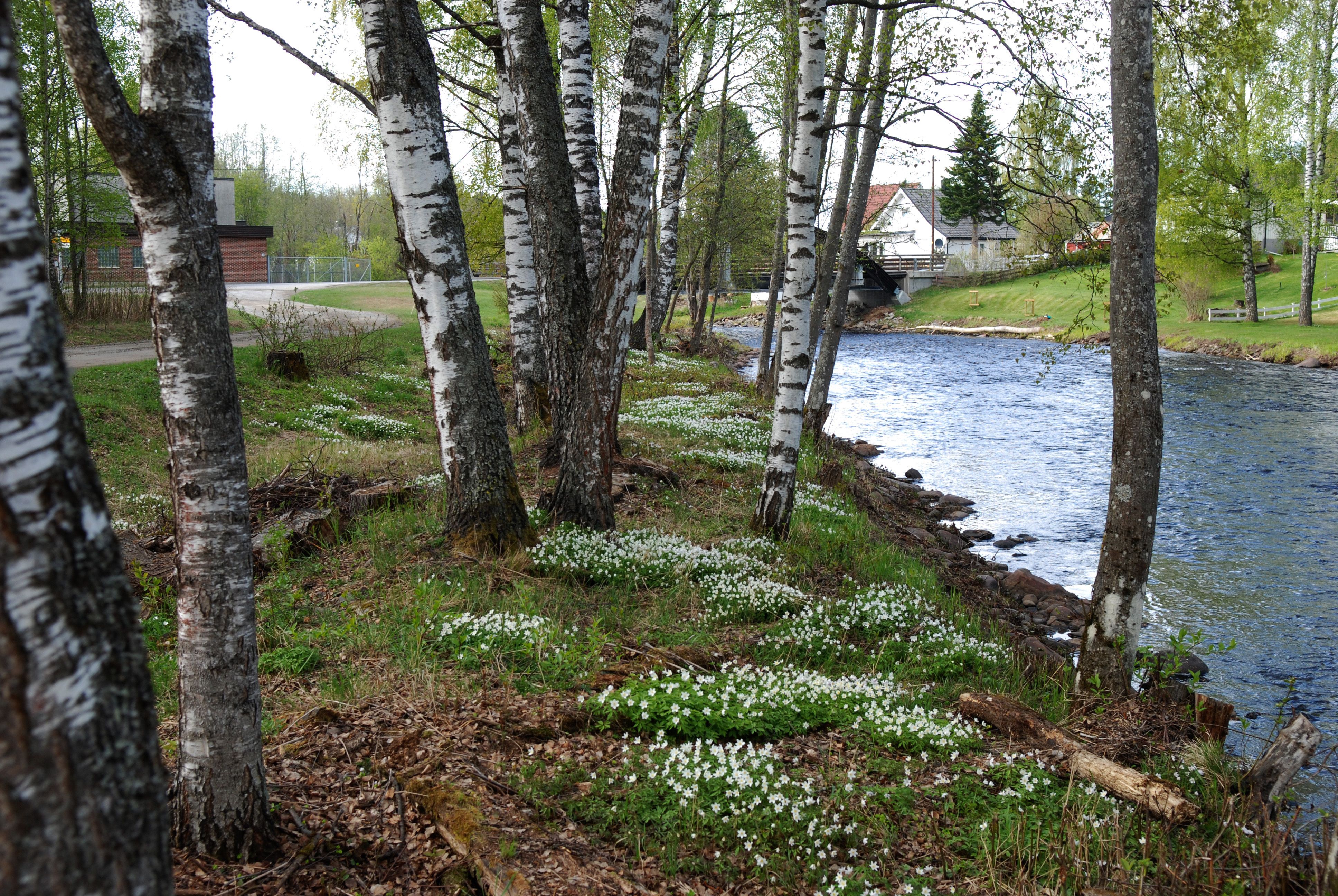 Svartelva