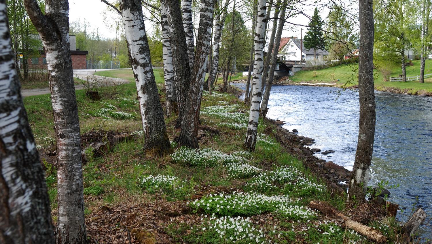Svartelva