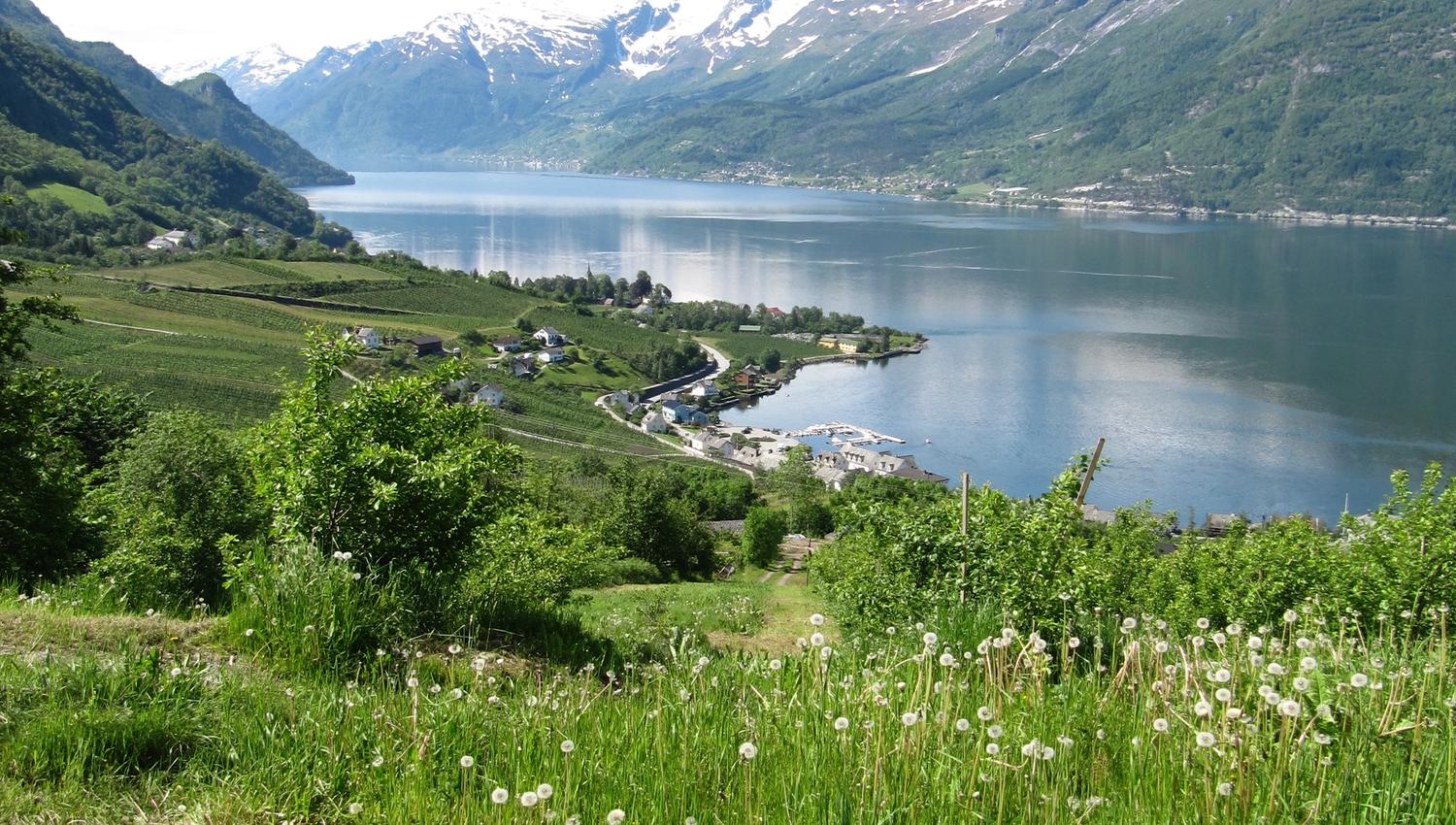Panoramic view from the Hovden rundt hike, overlooking green hills and snow-capped mountains by the Hardangerfjord.