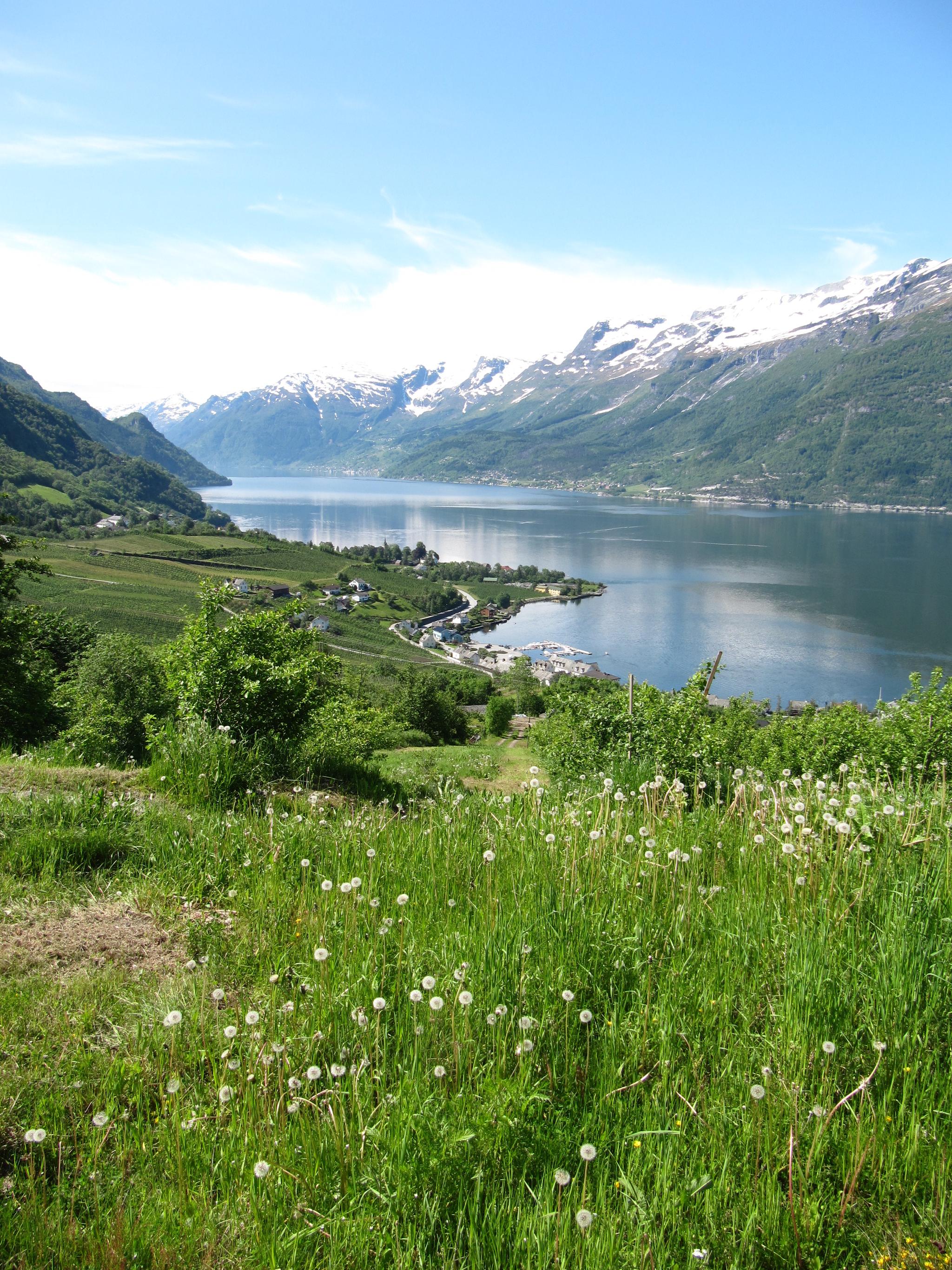 Panoramic view from the Hovden rundt hike, overlooking green hills and snow-capped mountains by the Hardangerfjord.