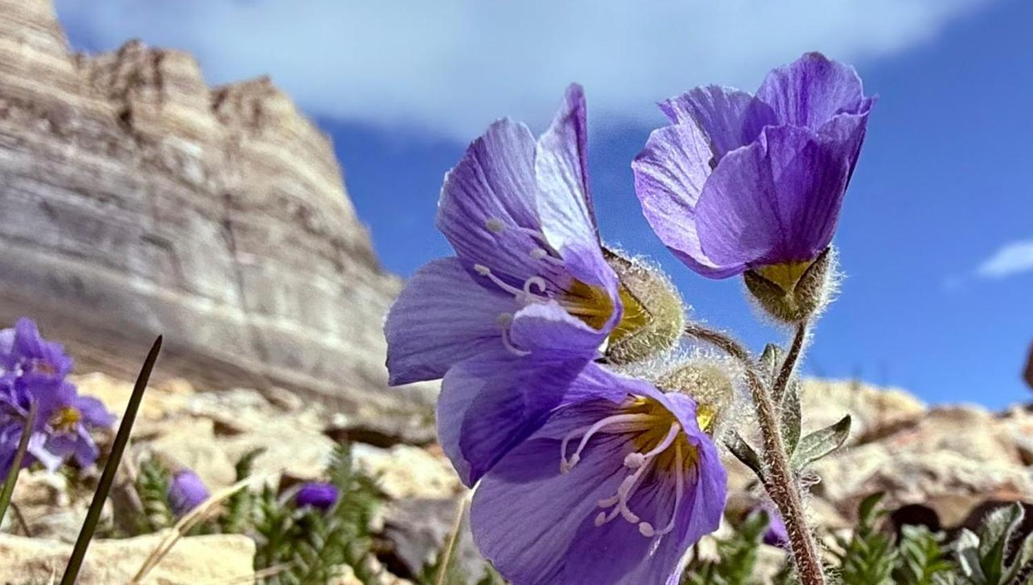 Lilla blomst på Svalbard