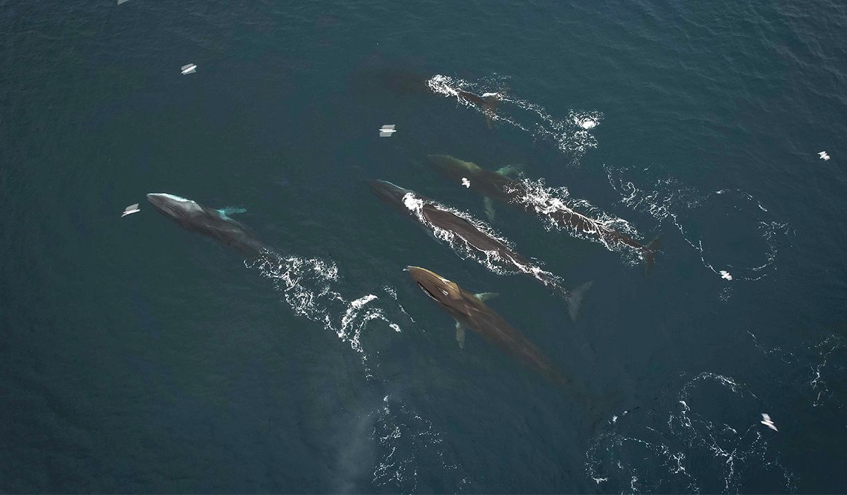 A pod of 5 whales swimming together in a fjord