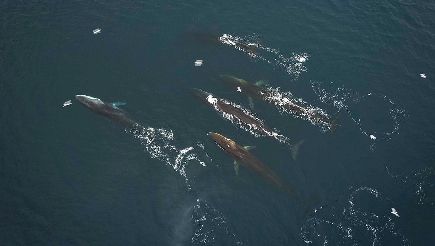 A pod of 5 whales swimming together in a fjord