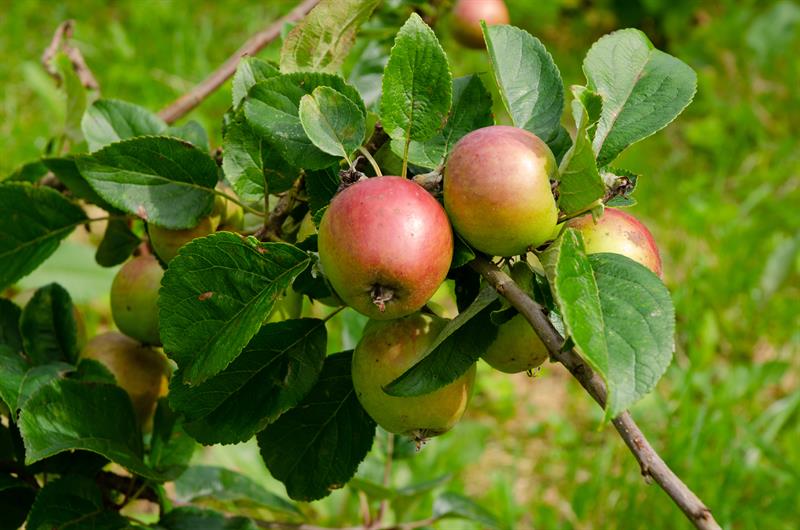 Opplev Naturen
