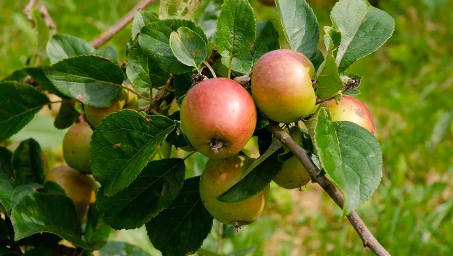 Opplev Naturen