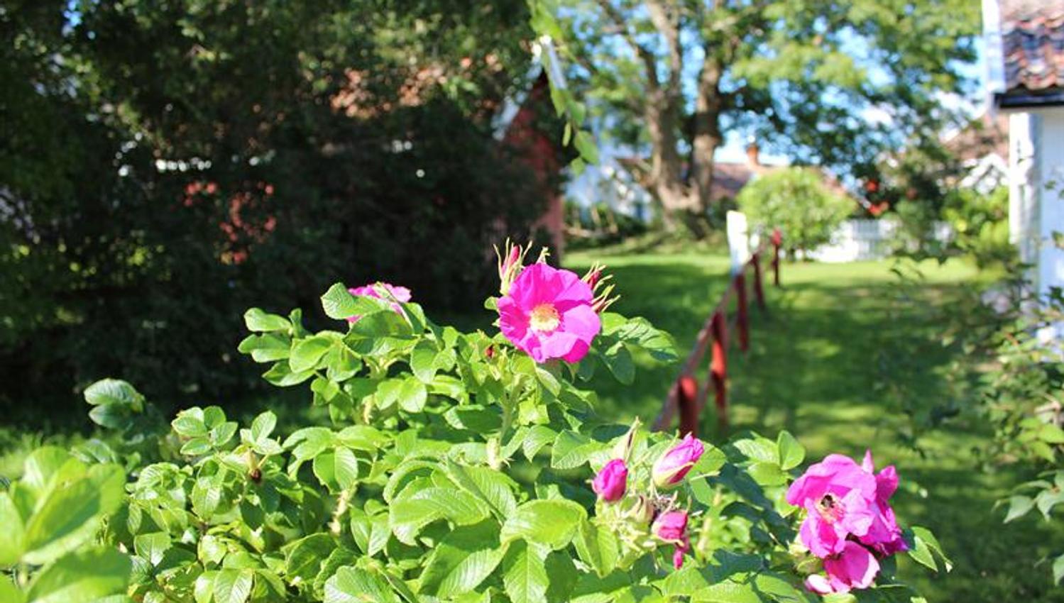 Sommerstemning