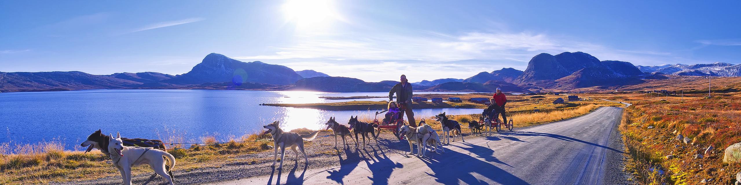 Dog sledding on wheels at the feet of the Jotunheimen National Park