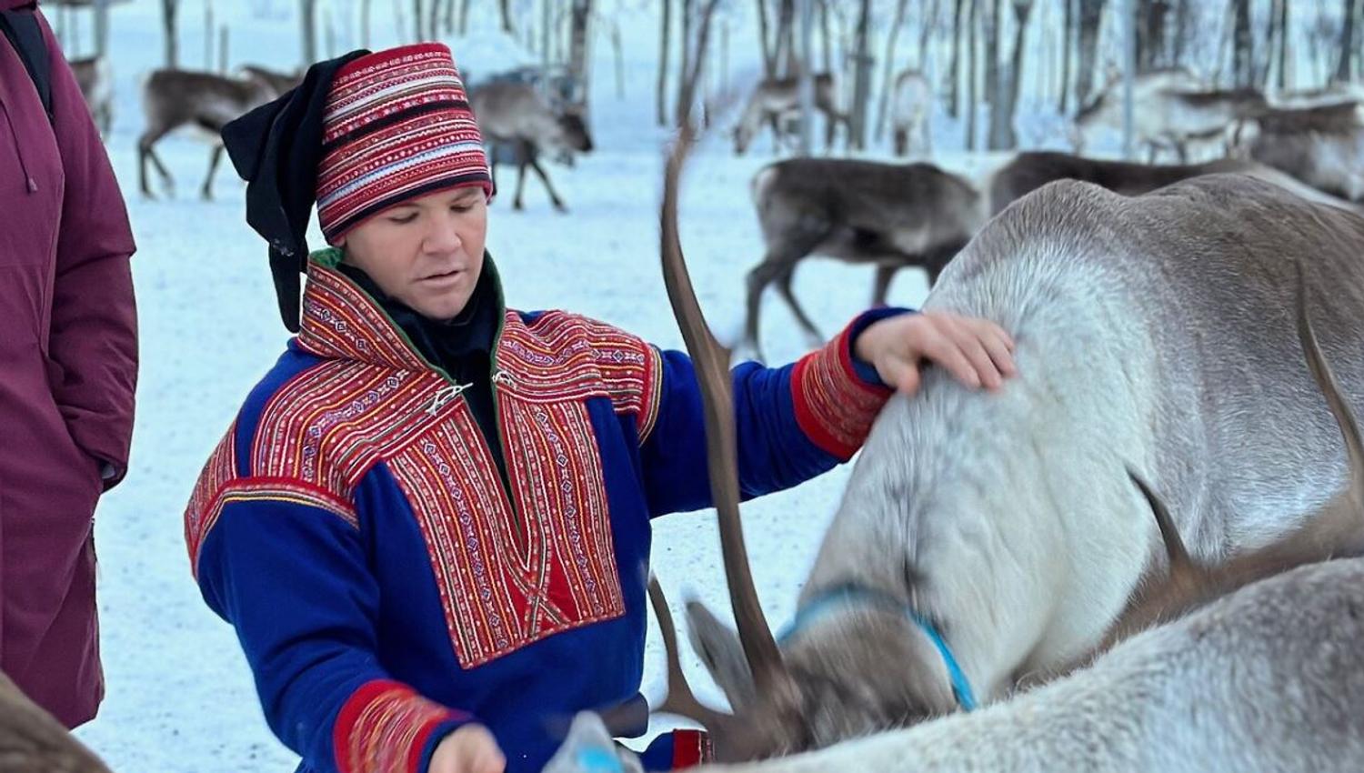 A Sami person feeding feindeer