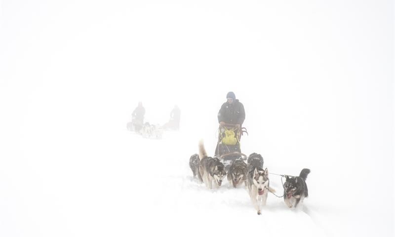 Hundekjøring i snøvær