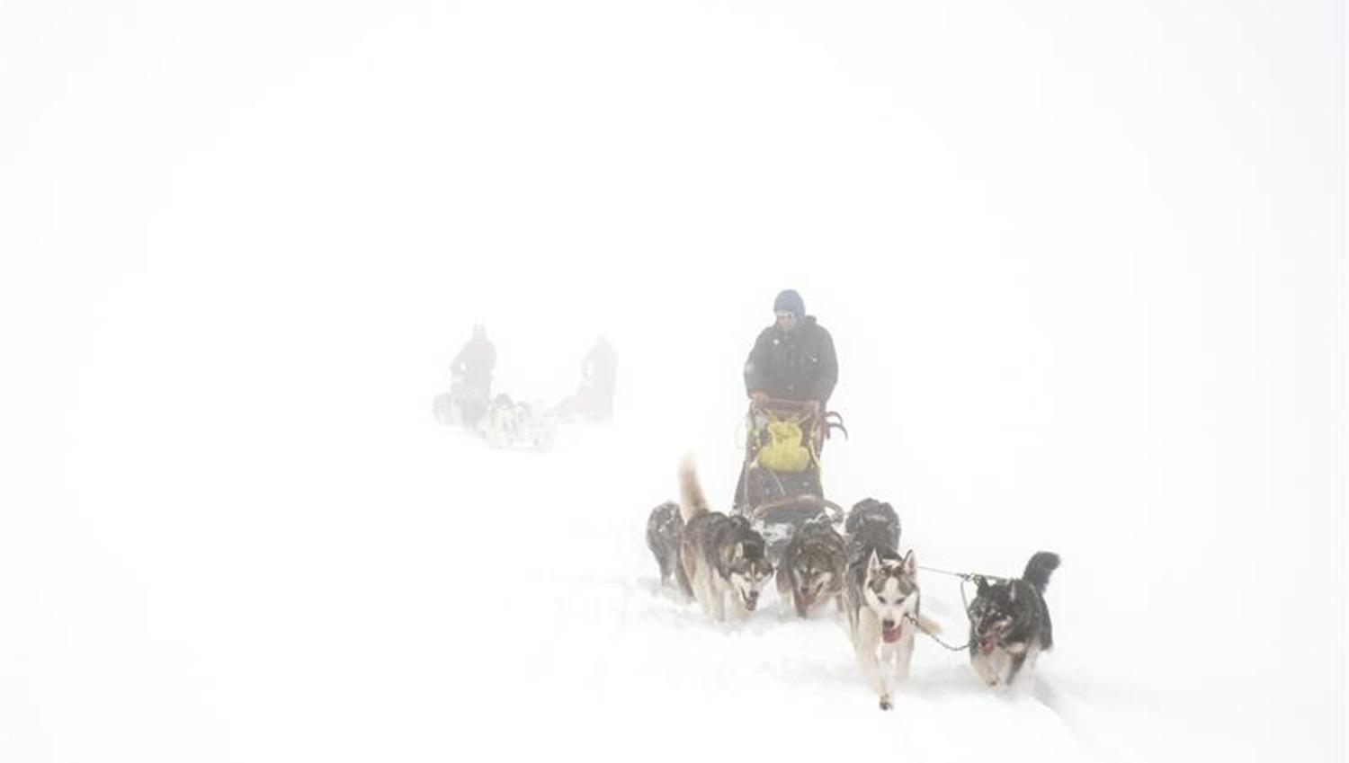 Hundekjøring i snøvær