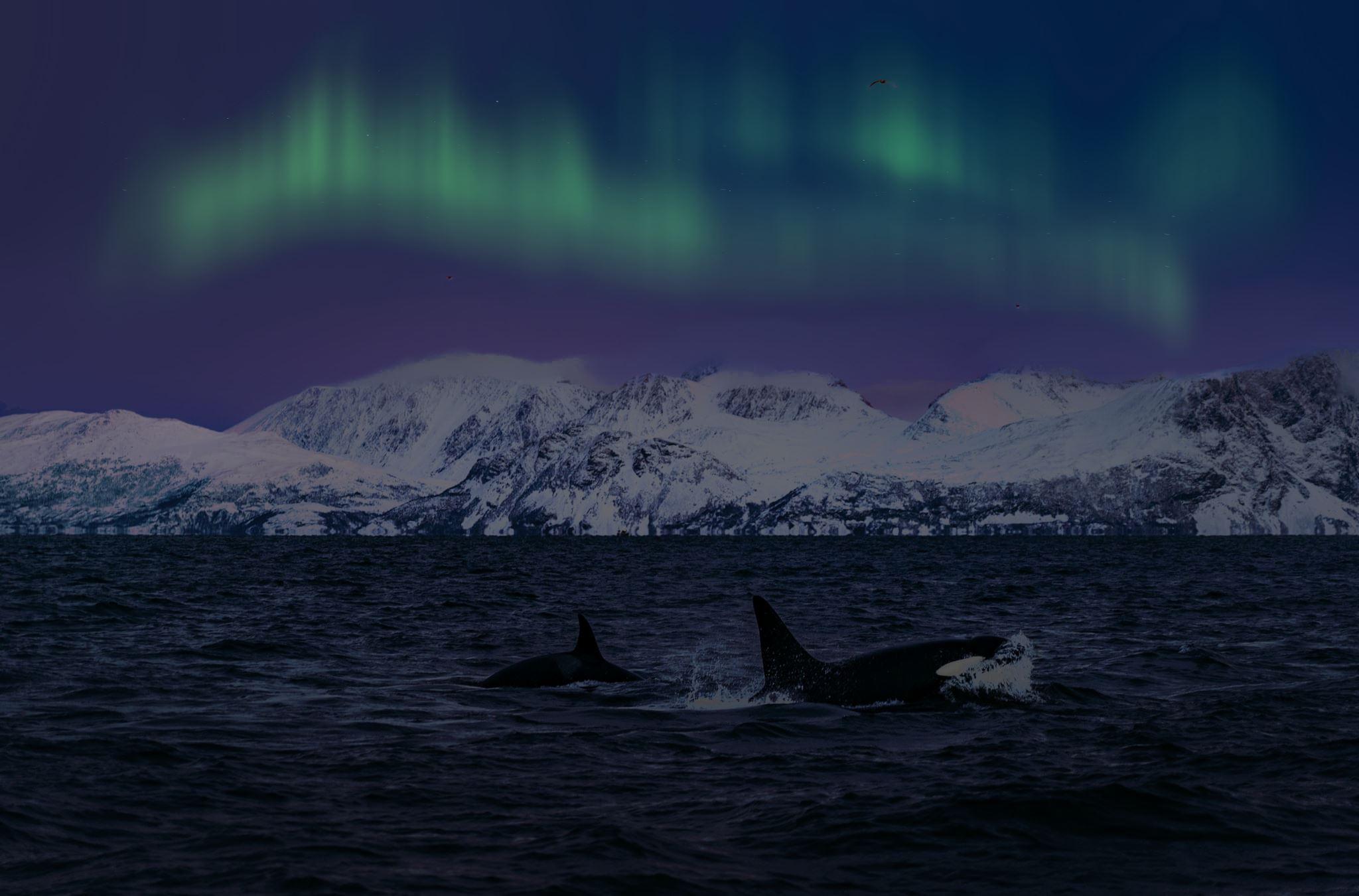 Northern lights & whales-the magic night in Skjervøy - Skua Nature