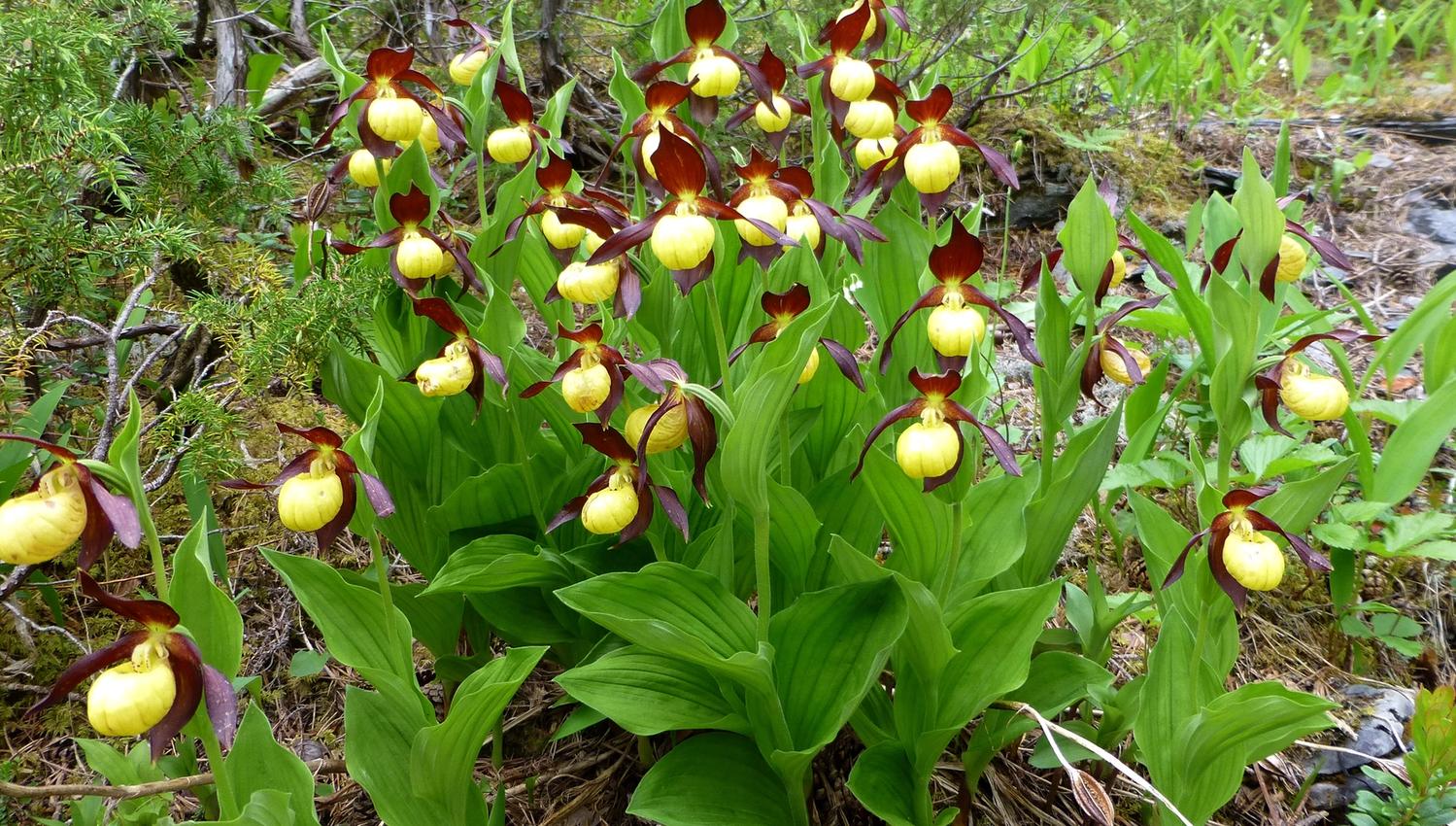 Bergåsen Nature Trail in Snåsa - orchids