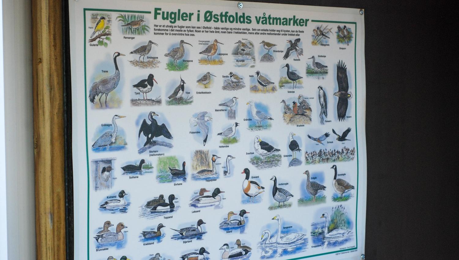 Oversikt over fugler i østfold