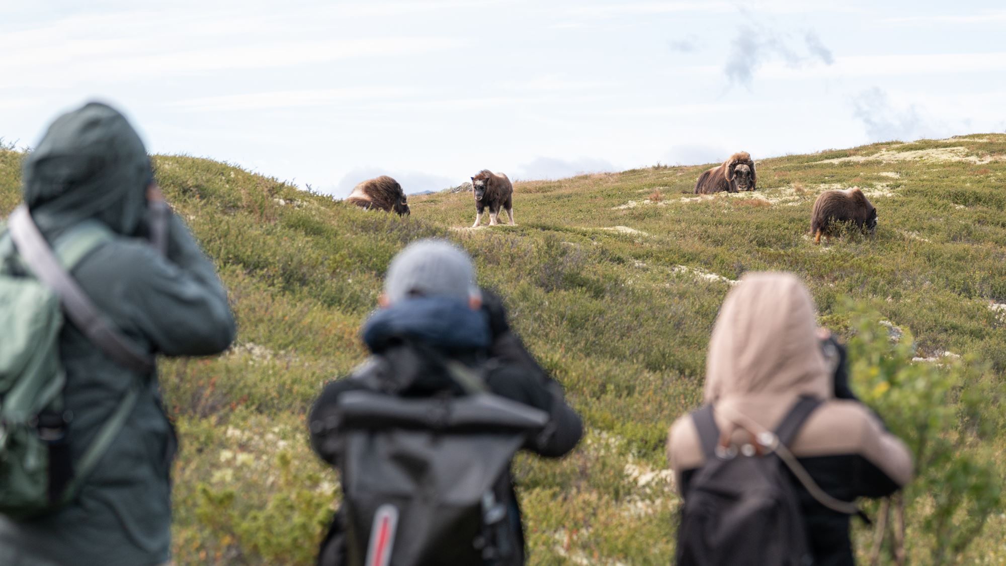 Musk Ox Safari - Public tour