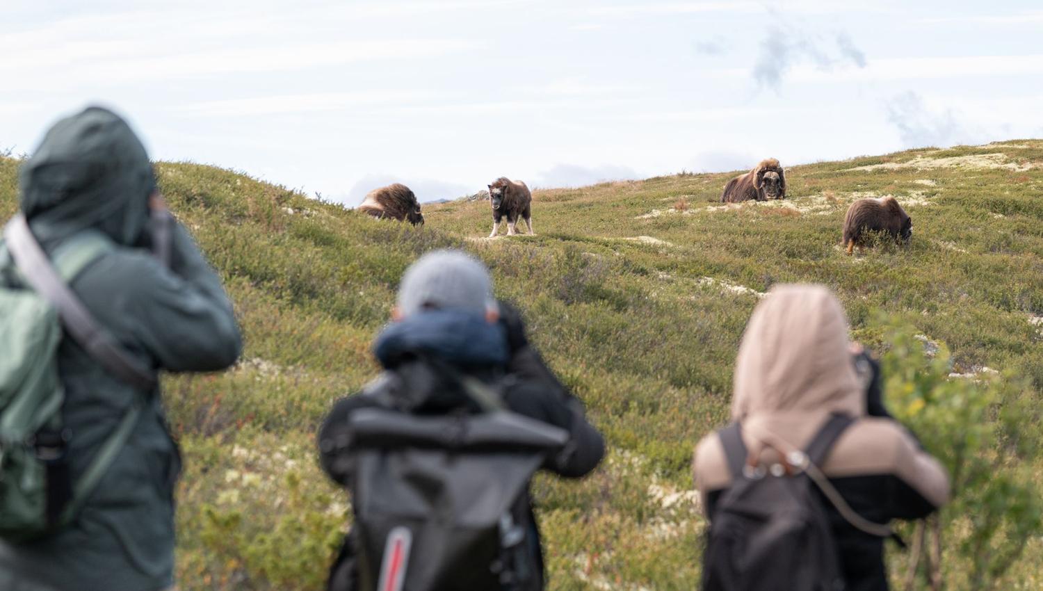 Musk Ox Safari - Public tour