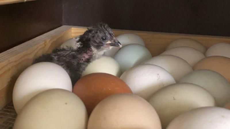 eggs and chicken 