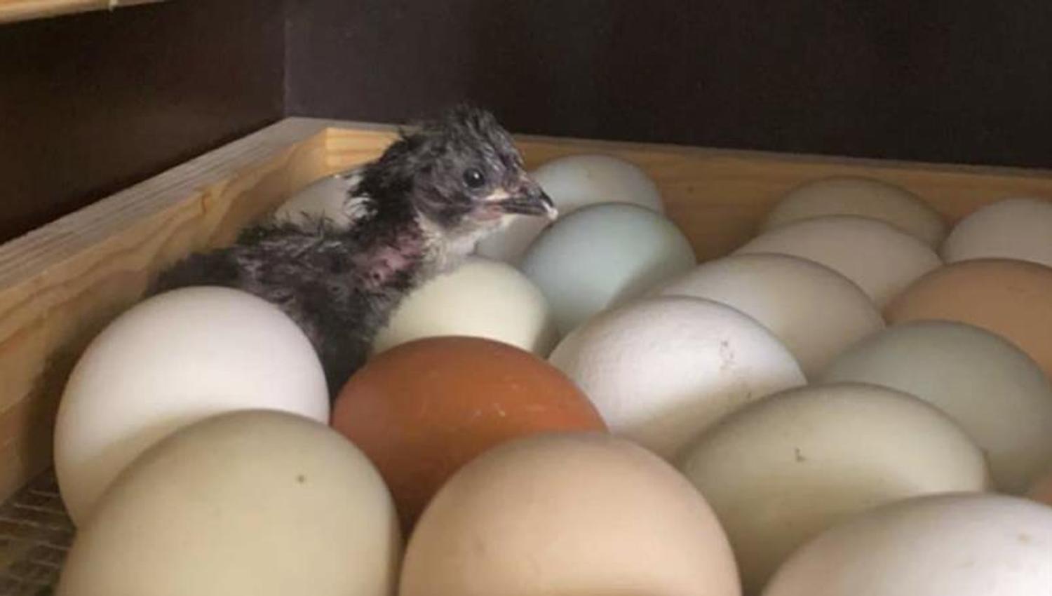 eggs and chicken