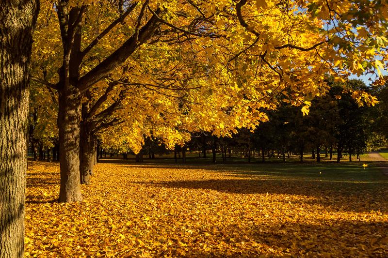 Autumn photo of the trees in the park, the ground covered in yellow leaves.