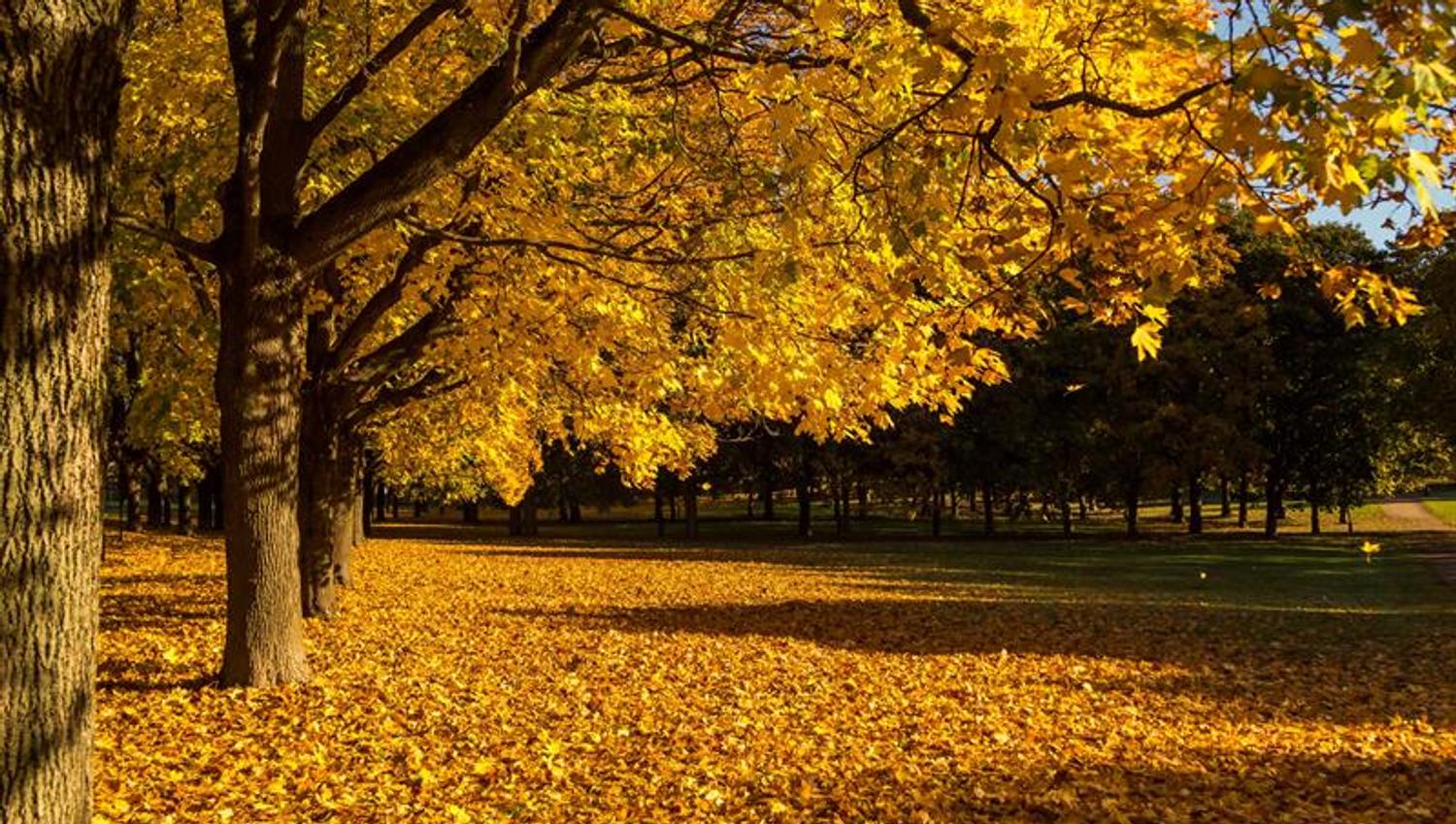 Autumn photo of the trees in the park, the ground covered in yellow leaves.