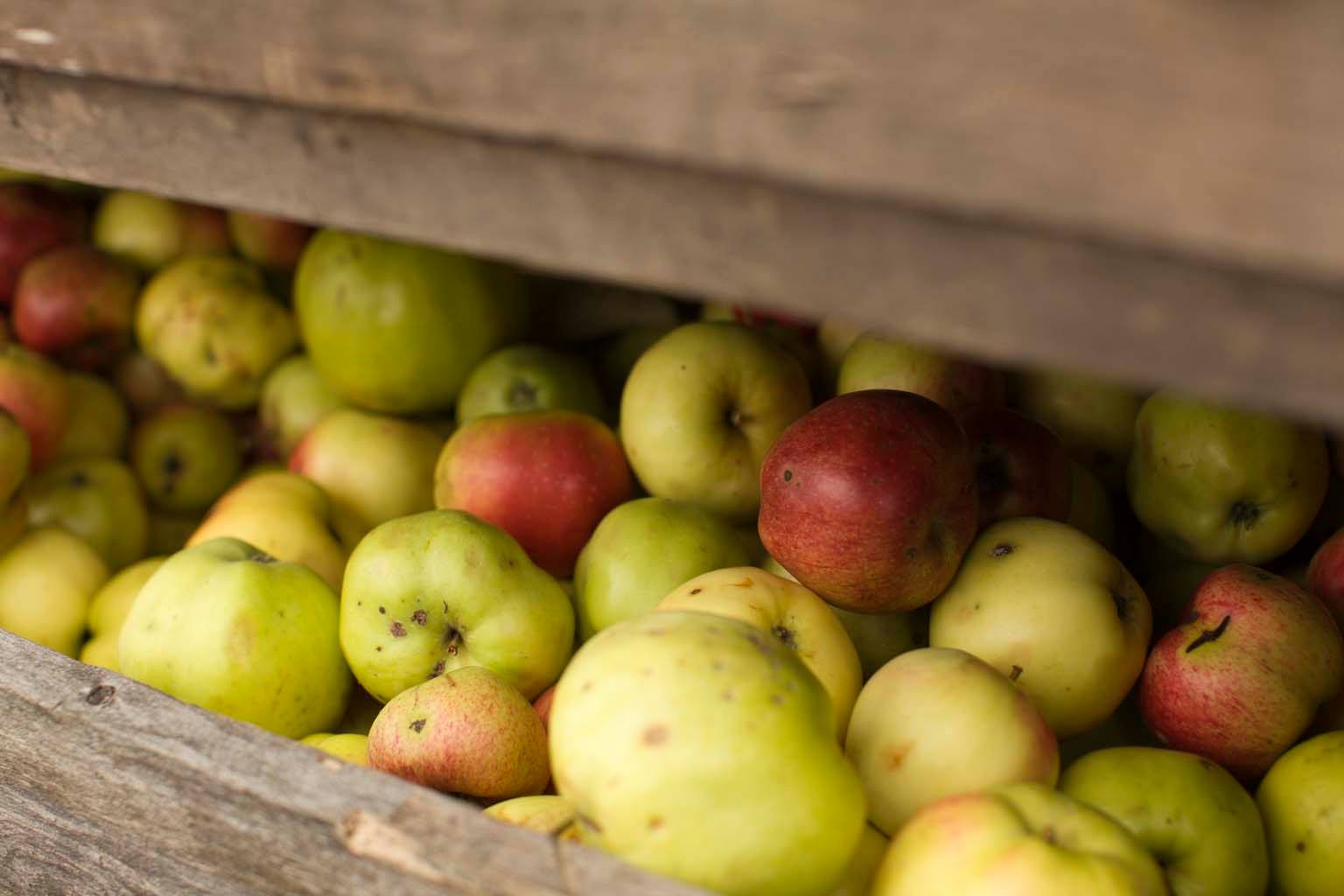 A wooden crate is filled with apples in shades of green, yellow, and red. Some apples have small spots, giving the scene a natural and authentic feel,