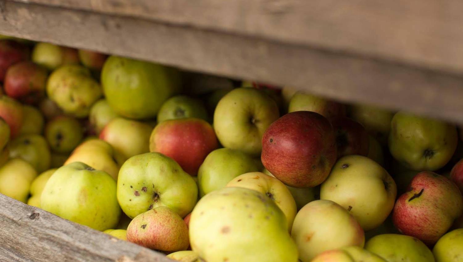 A wooden crate is filled with apples in shades of green, yellow, and red. Some apples have small spots, giving the scene a natural and authentic feel,