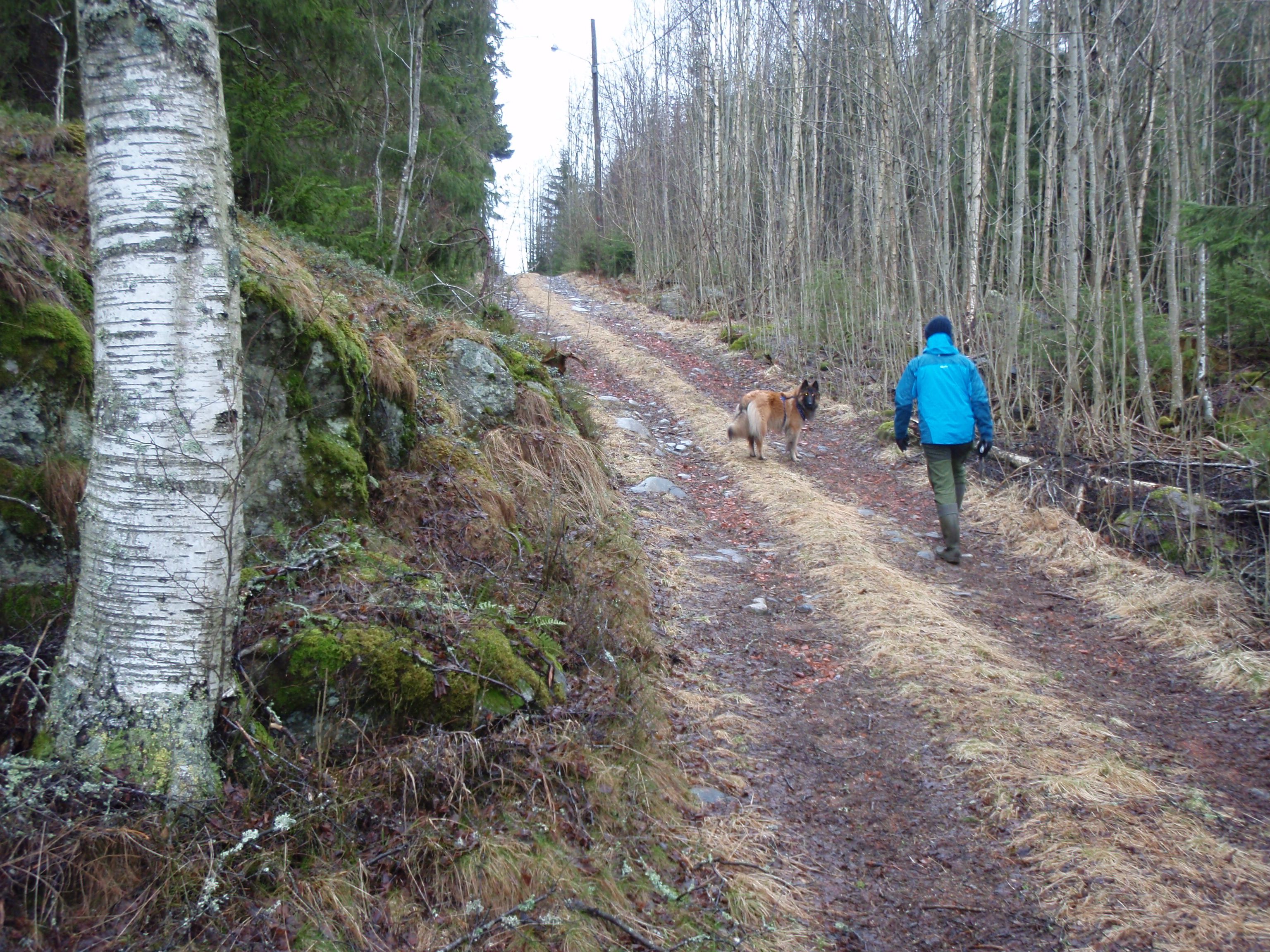 Man and his dog hiking in the forrest