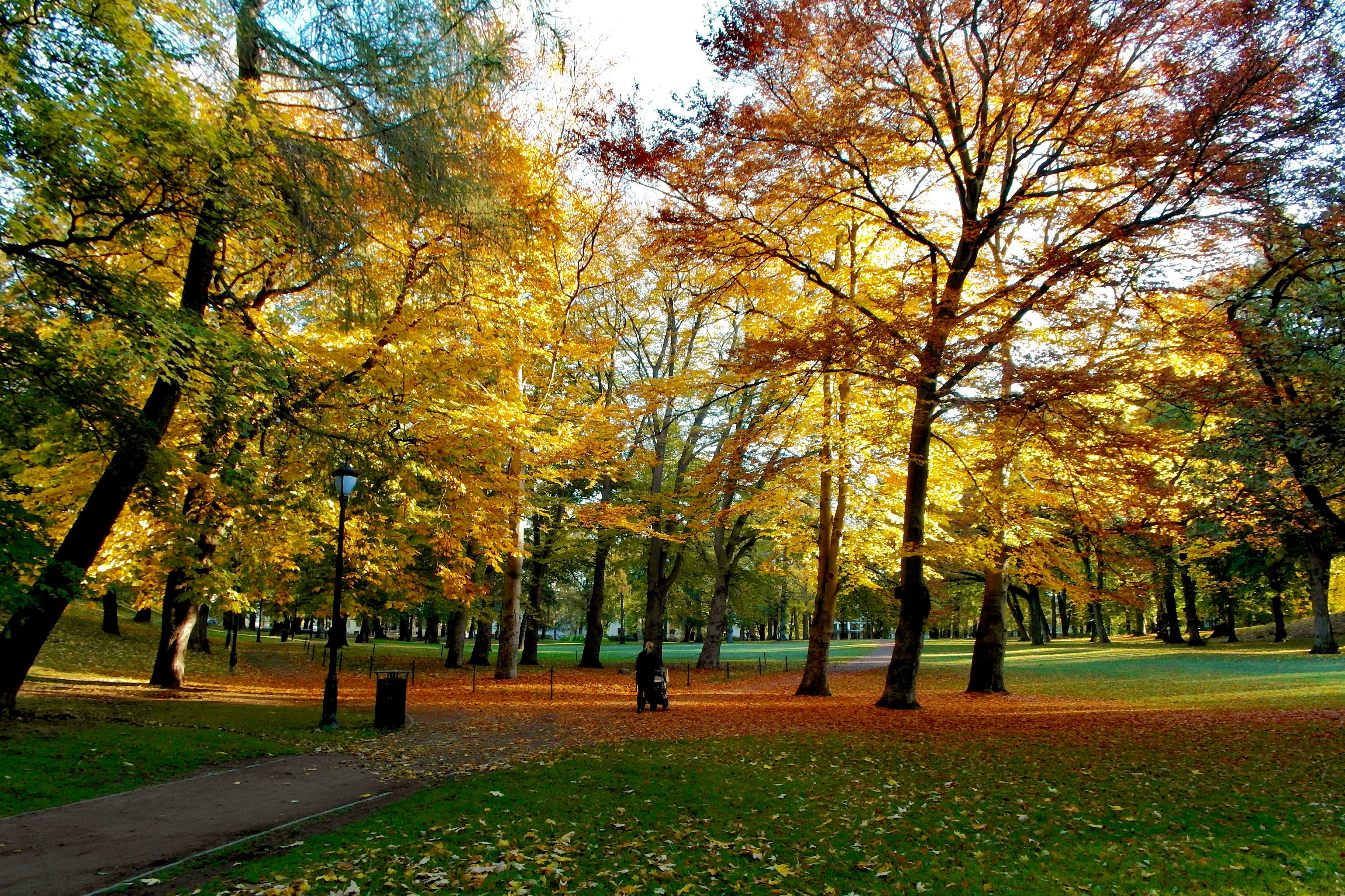 autumn leaves in the castle park