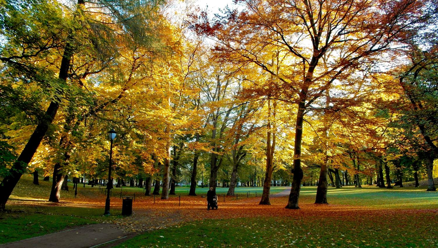 autumn leaves in the castle park
