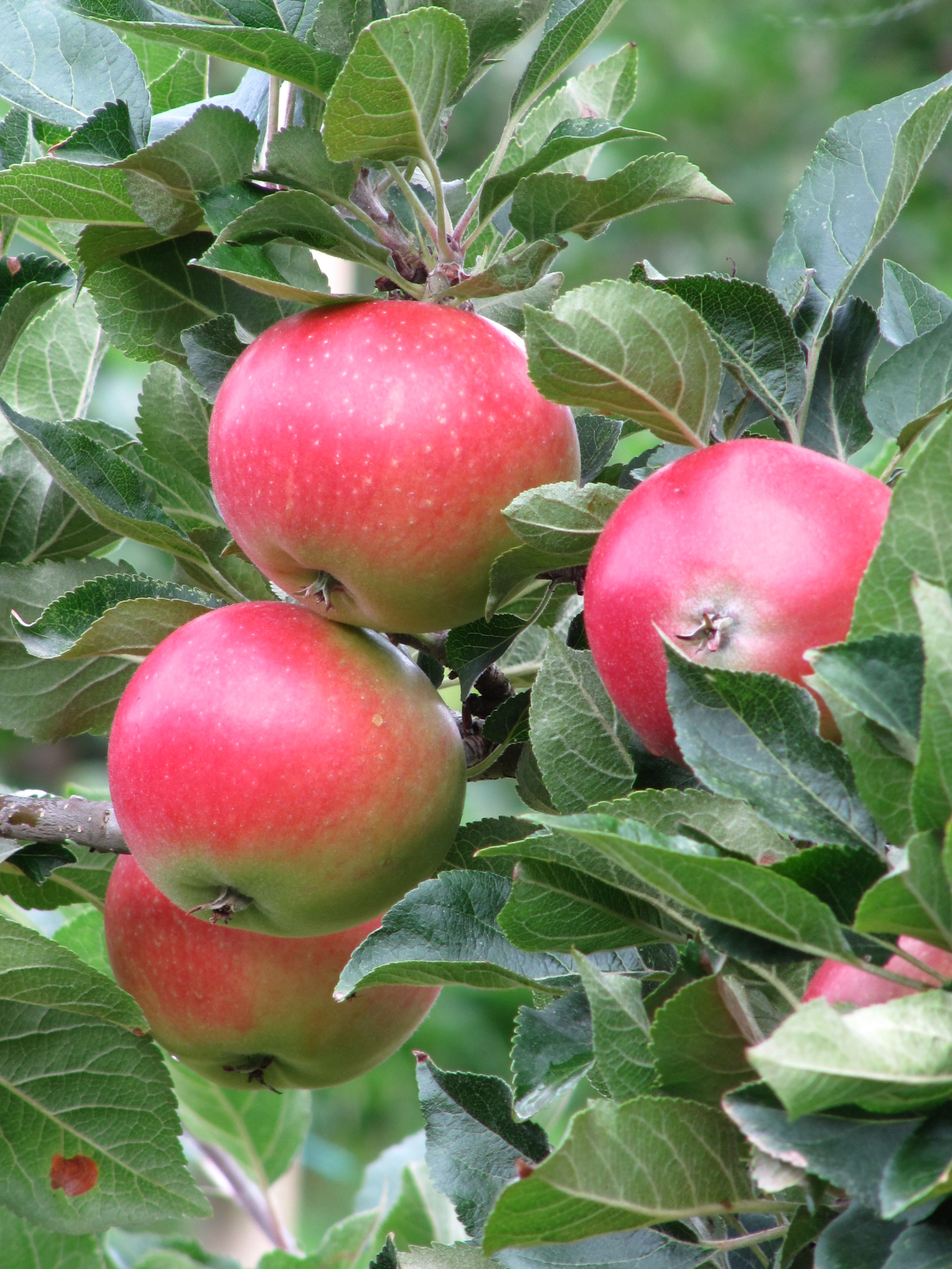 Juicy red apples ready for harvest along the Fruit Trail in Hardanger.