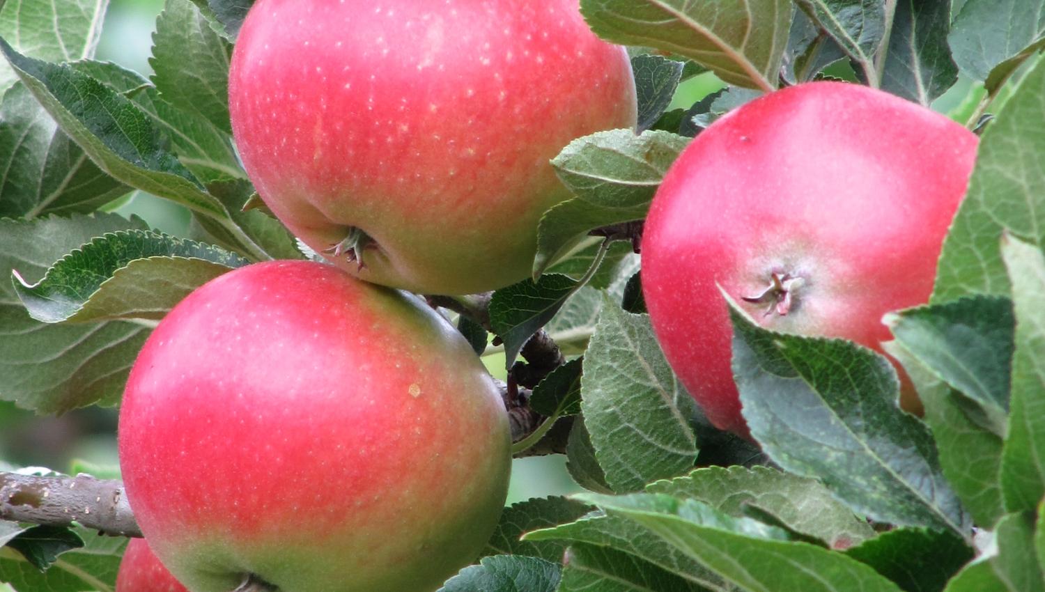 Juicy red apples ready for harvest along the Fruit Trail in Hardanger.