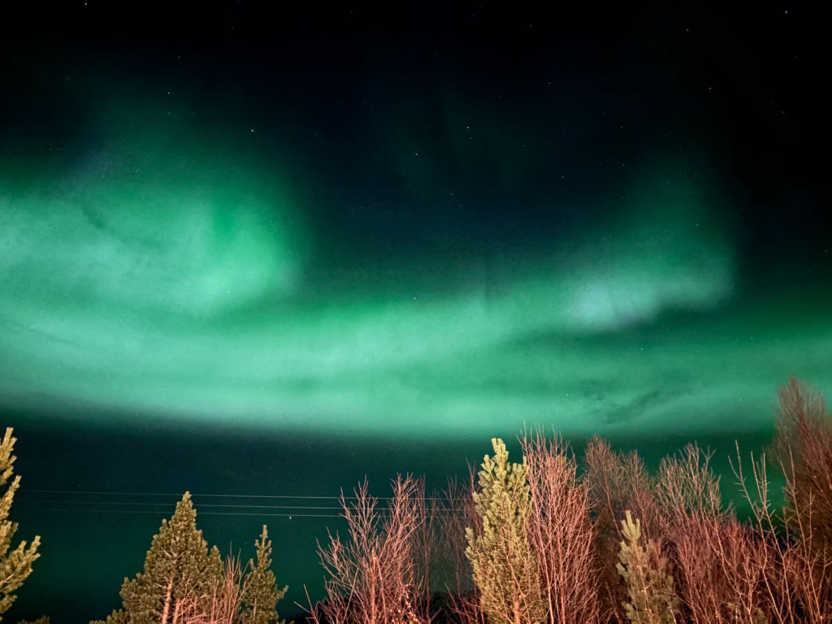 Trees and Northern Lights