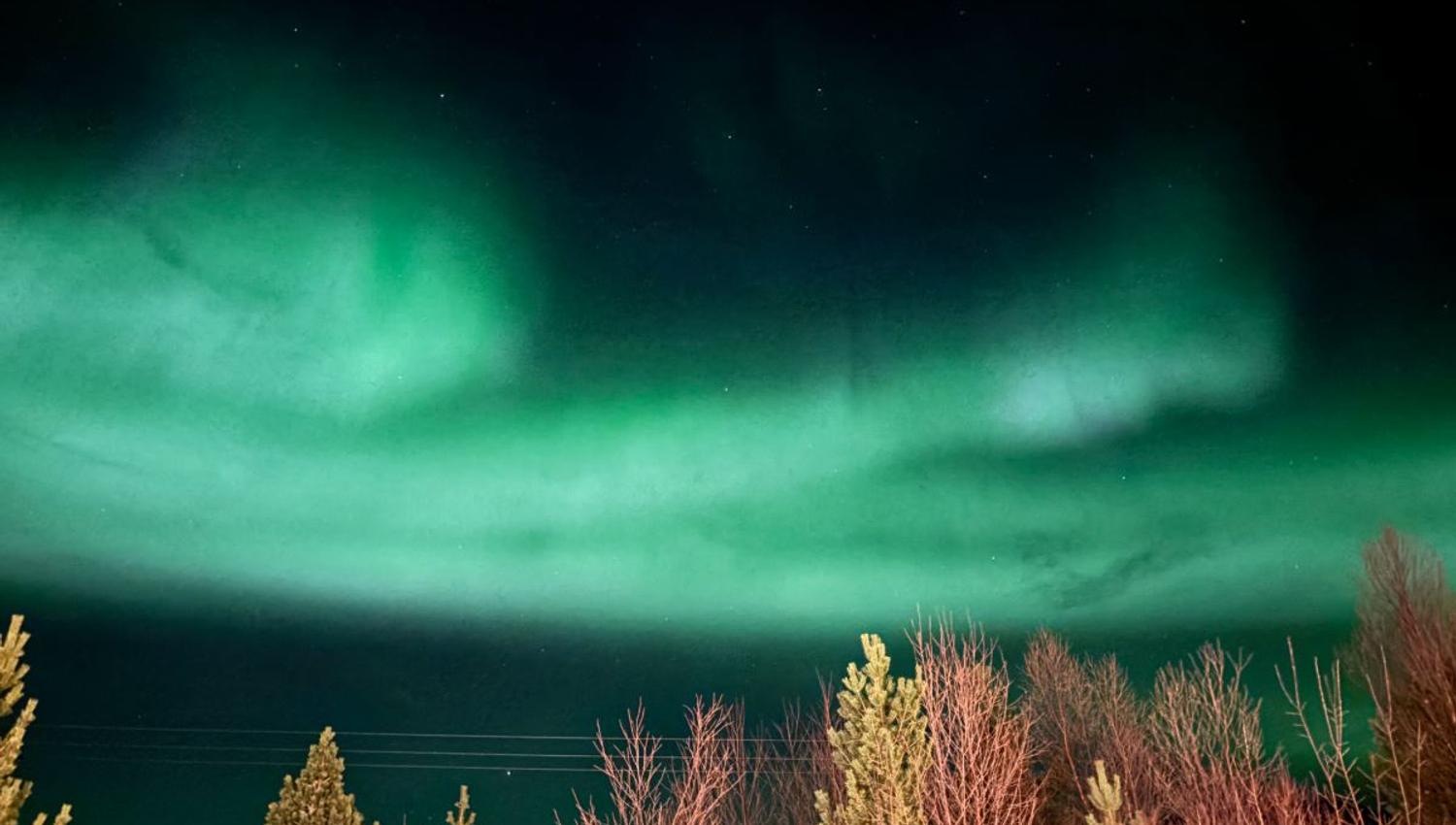 Trees and Northern Lights