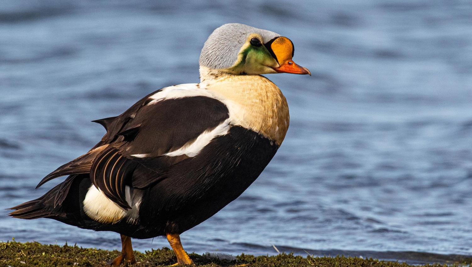 Praktærfugl står på tundra ved vann.