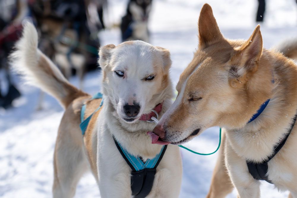 2 dogs from the Telemark Husky Tour